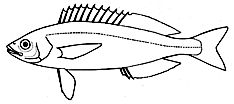 Familia Centracanthidae_claves